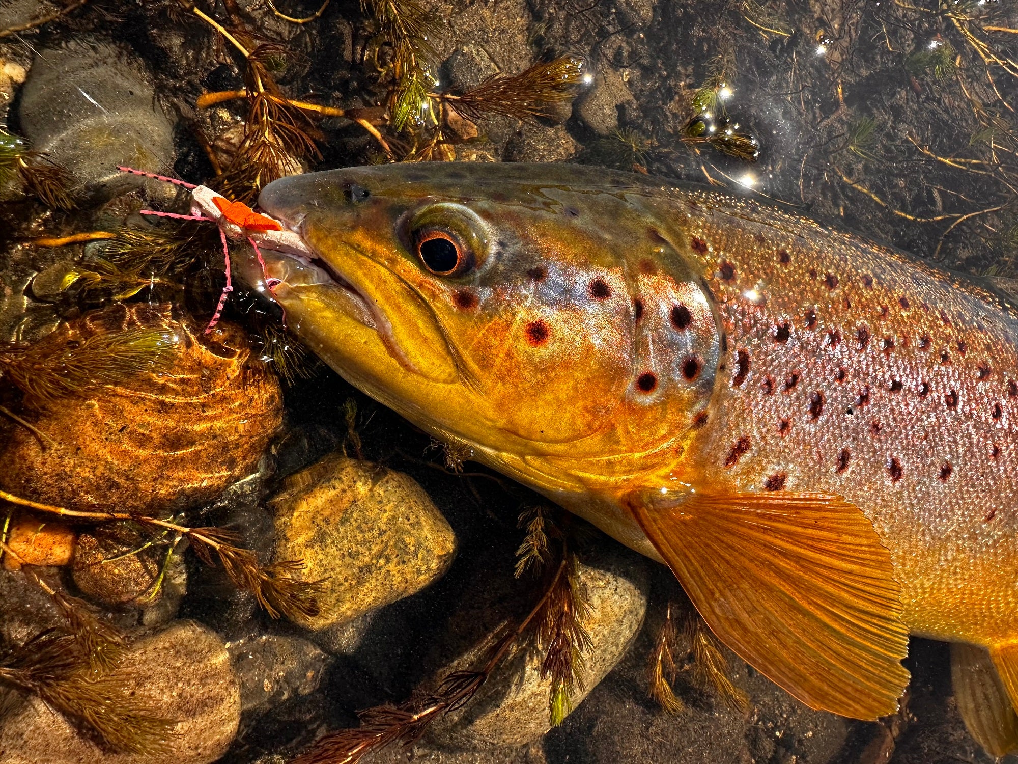 Experience Western Trout Dry Fly Fishing