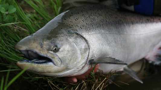 Sapsuk River Camp