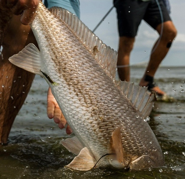 How to Understand Redfish Behaviors and Feed Them Accordingly | with D