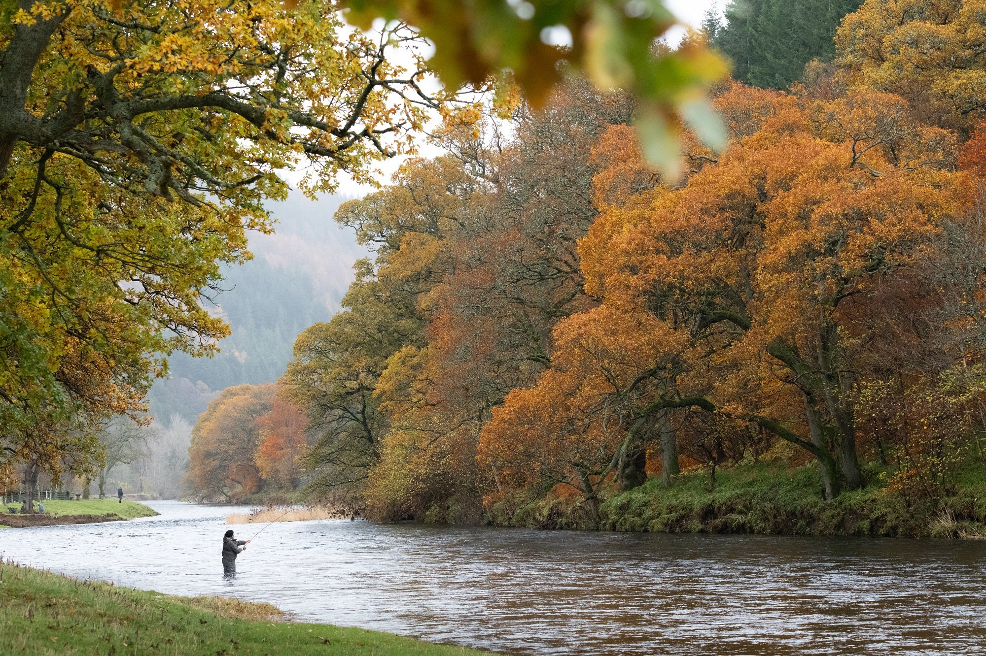 River Tweed Atlantic Salmon Adventure