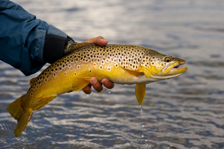 FWT Freshwater Idaho