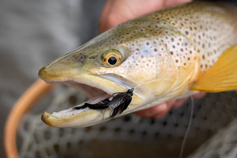 FWT Freshwater Colorado