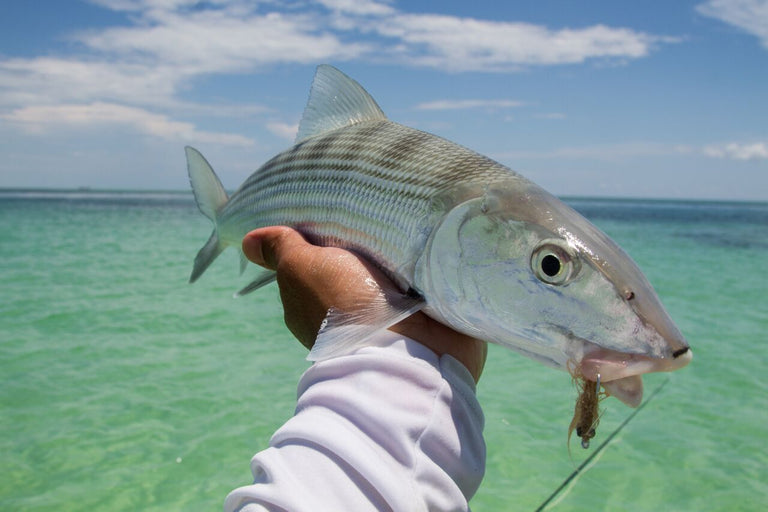 FWT Species Bonefish