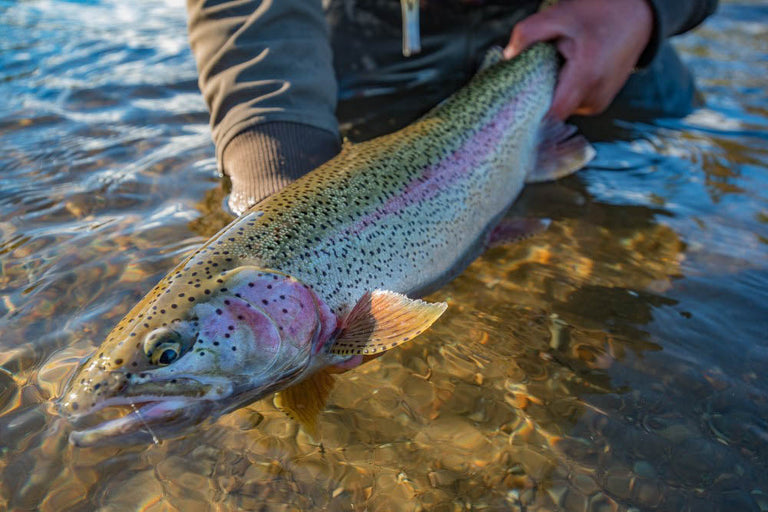 FWT Freshwater Wyoming
