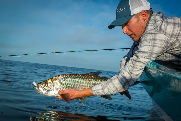 FWT Species Tarpon
