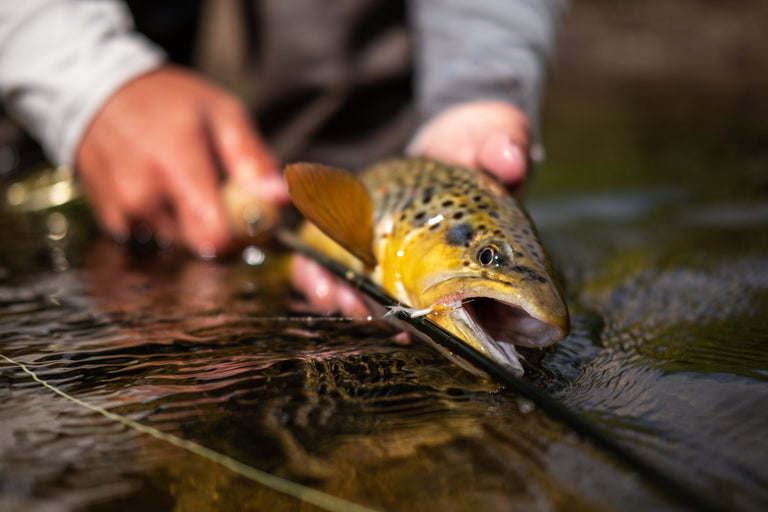 FWT Freshwater The Rockies