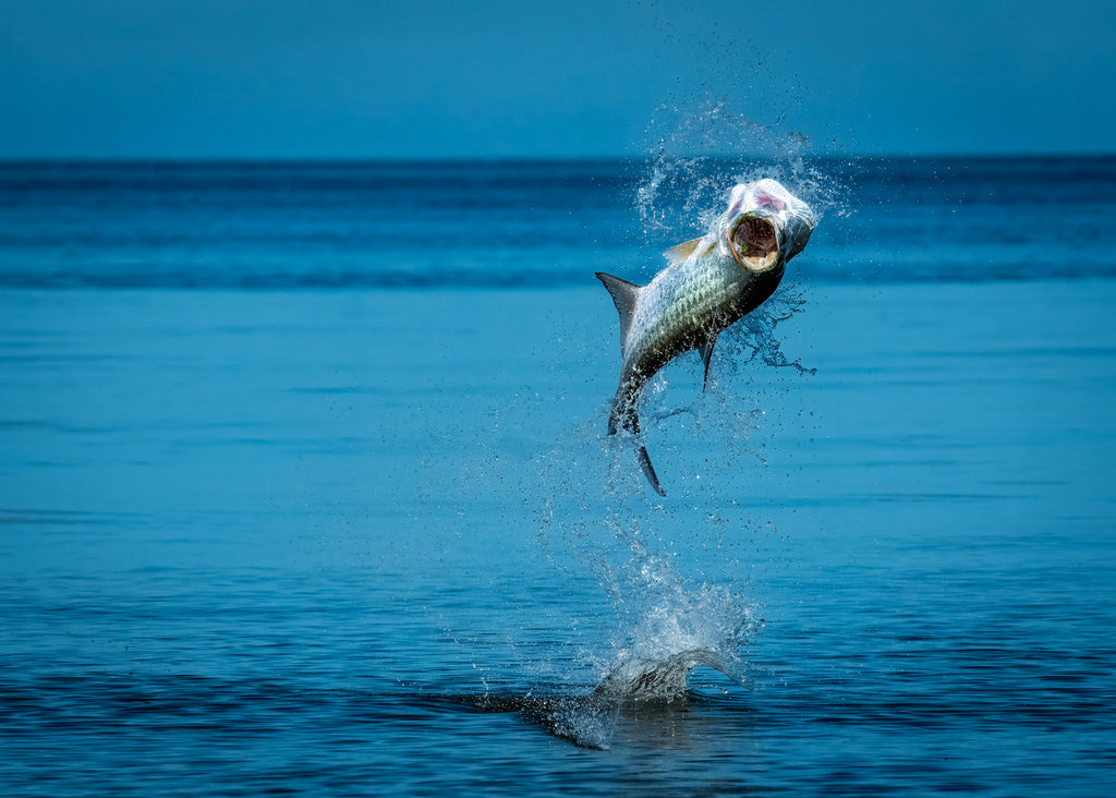 baby tarpon on fiblink baitcaster rod Brute Force Bull Bay Tackle Company Tarpon Mayhem - Yucatan Destination