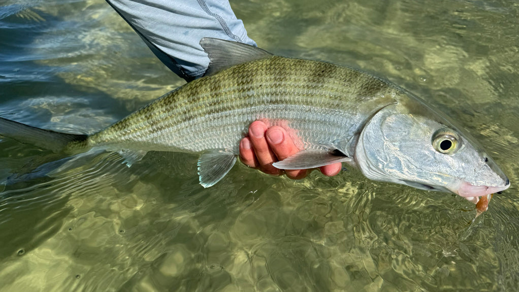 Abaco Lodge