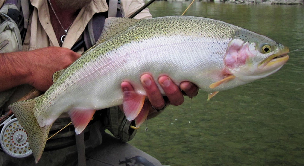 east pole fish Eastslope Adventures