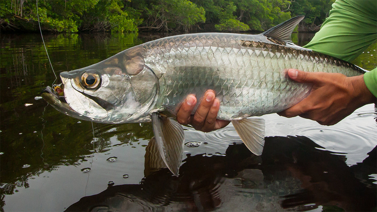 Premium Online Fly Fishing Store | Ole Florida Fly Shop