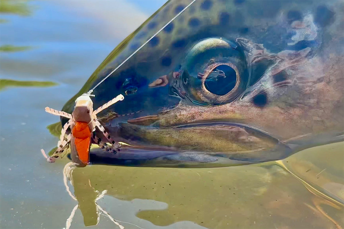 The Morrish Hopper - The Origin Story & Lasting Legacy of the Fly that
