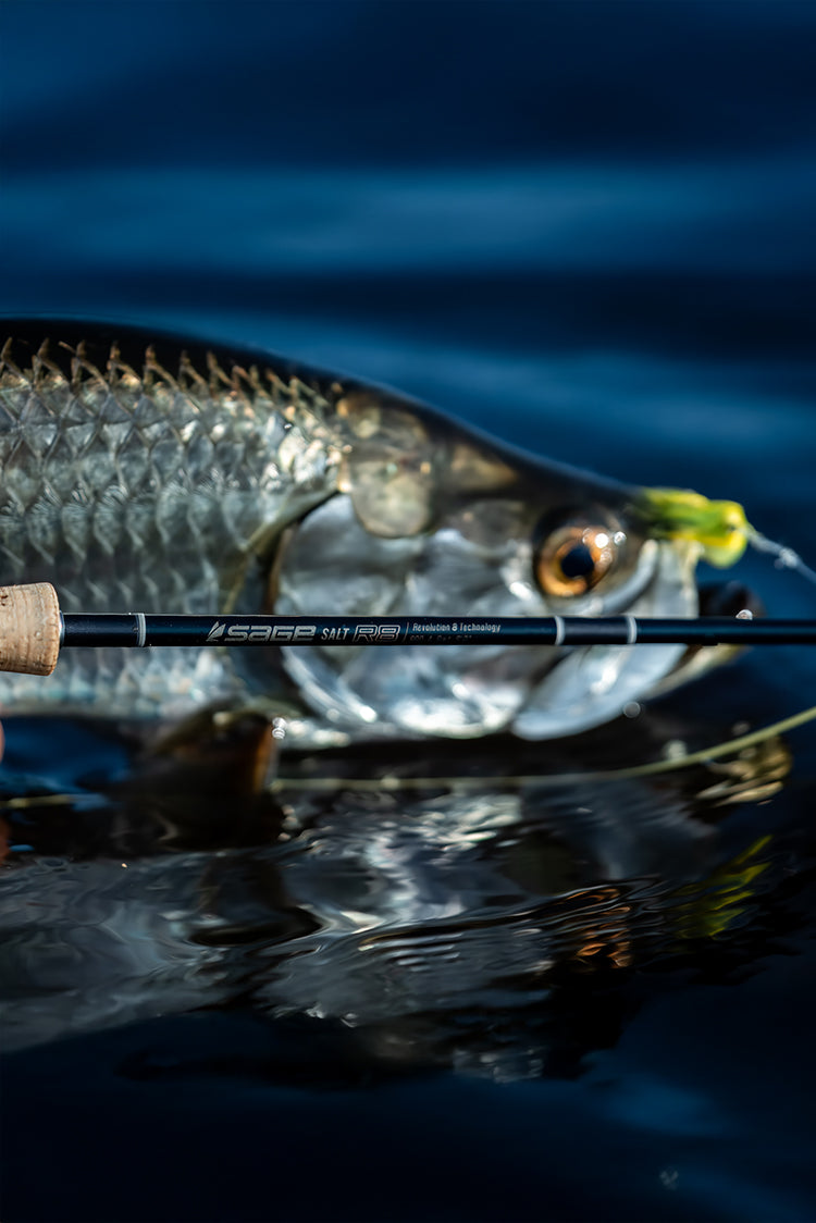 baby tarpon on fiblink baitcaster rod Tarpon Cay Lodge