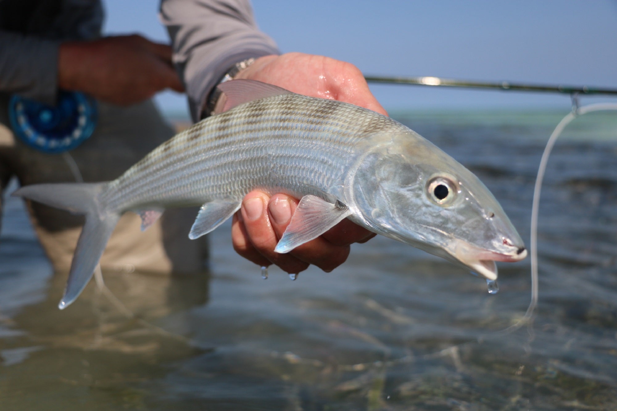 Saltwater Fly Fishing Gear, Flies & Tying Materials | Ole Florida Fly Shop