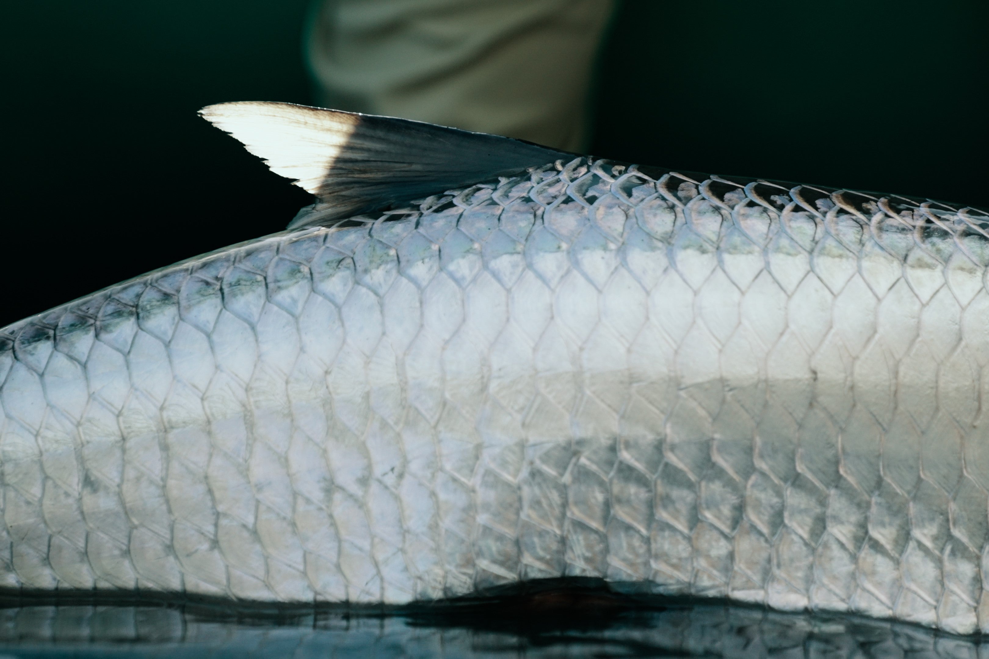 Saltwater Fly Fishing Gear, Flies & Tying Materials | Ole Florida Fly Shop