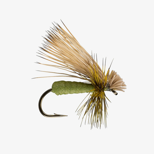 Olive