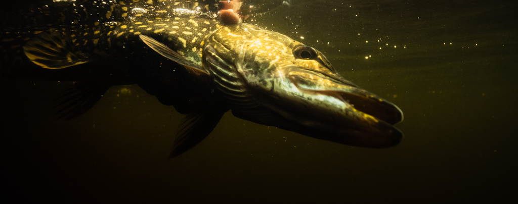 Pike underwater