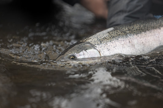 Alaska Steelhead Co.