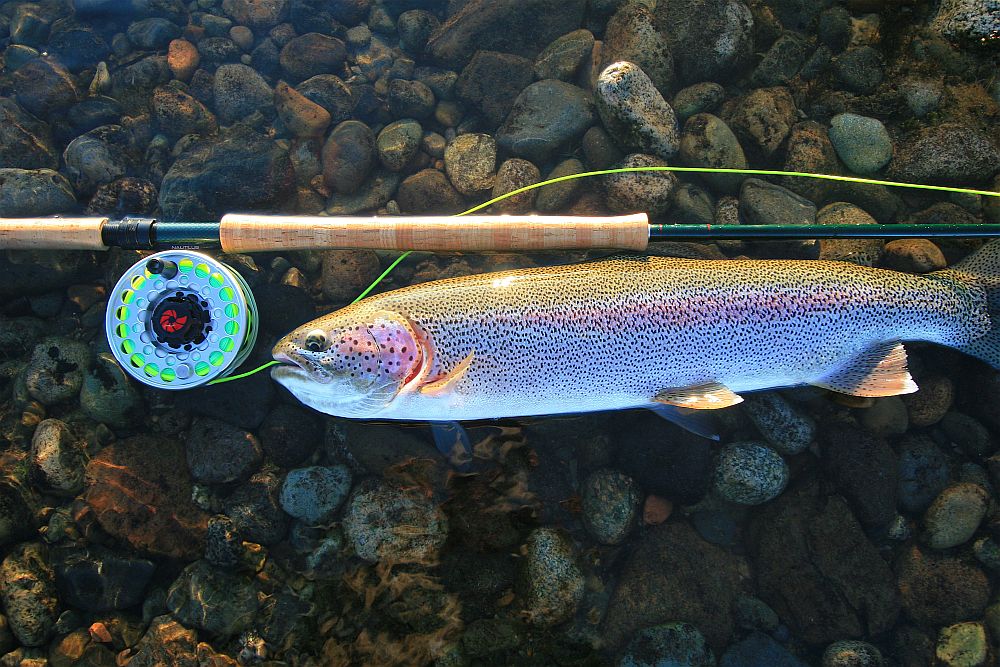 alaska salmon fly fishing rods Streamwalker | Freshwater Fly Rods Chase Salmon Meet the Fish: King Salmon