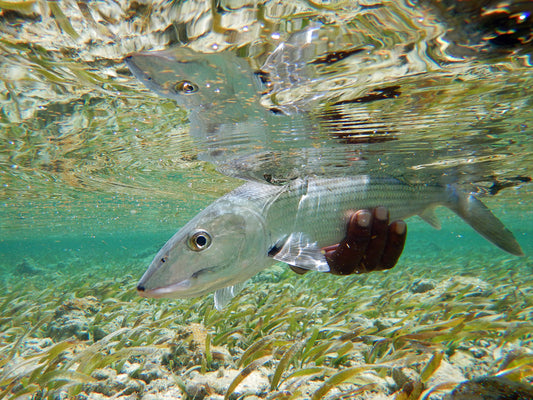 Turneffe Flats Lodge