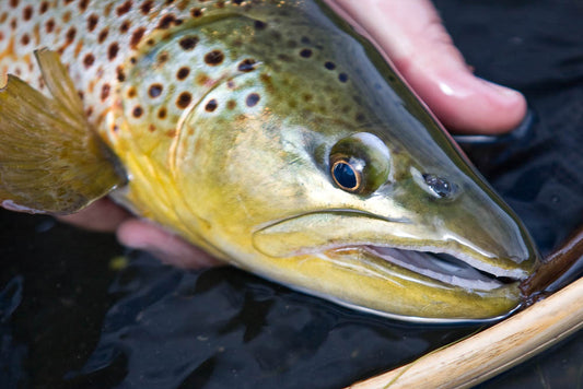 Weminuche Valley Ranch