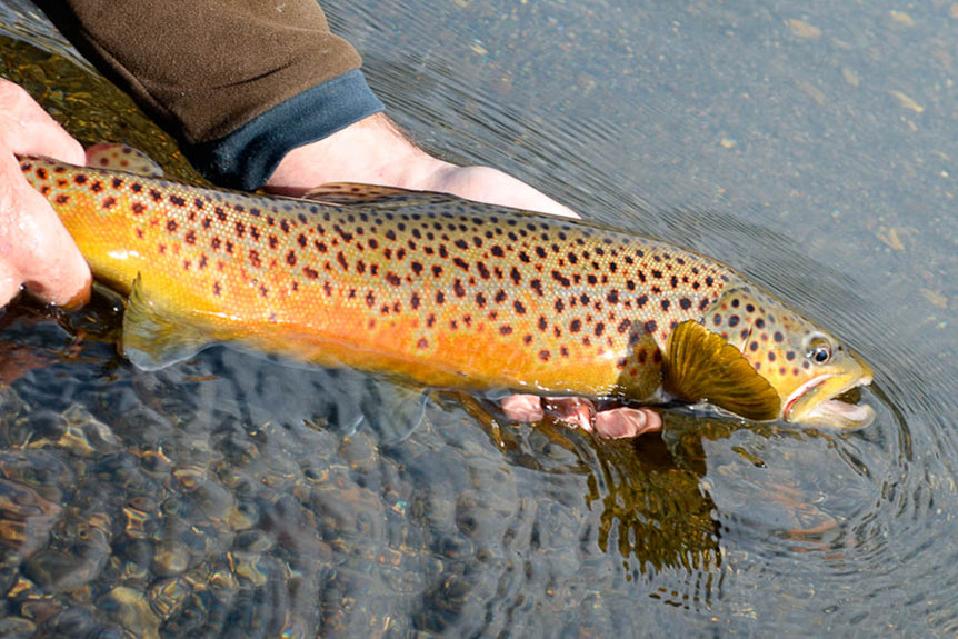 Bozeman Fishing Lodge Fly Water Travel