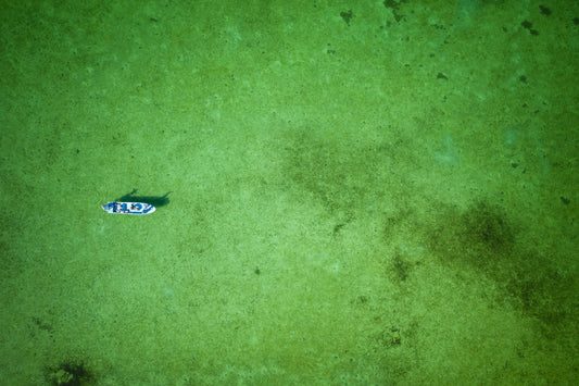 Palometa Club