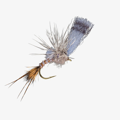 FilmCritic GrayDrake 