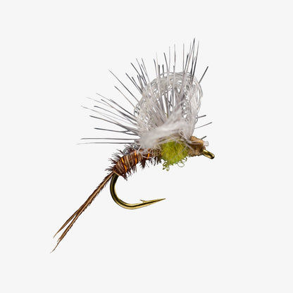 Loopy BWO 