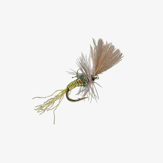 MicroCDCCripple Olive 