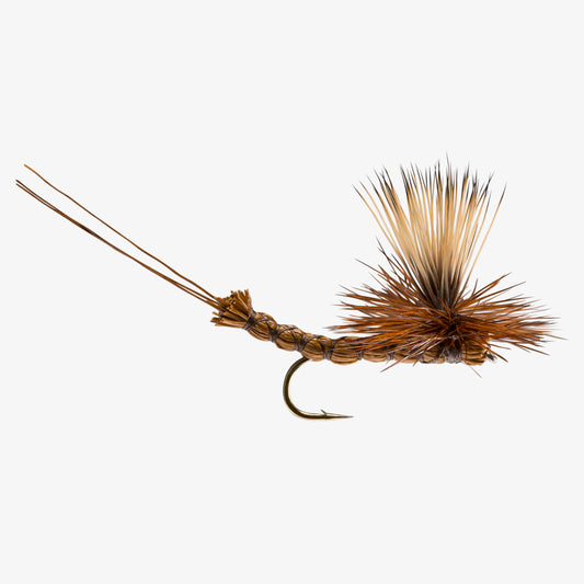 Paradrake Brown 