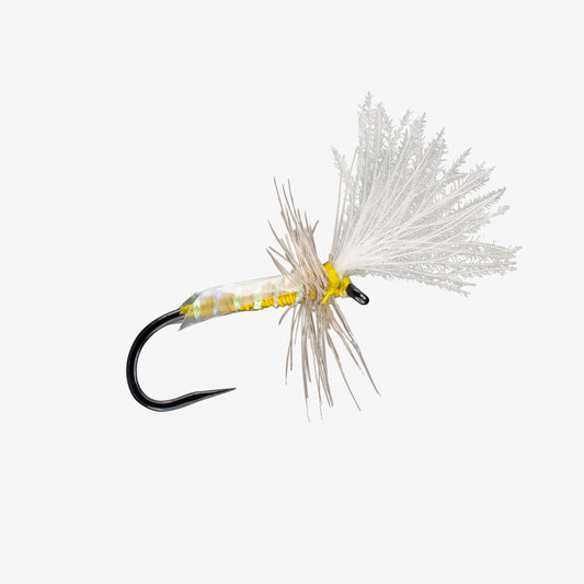 SlickMidgeAdult Olive 