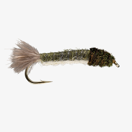 Crane Fly Larva