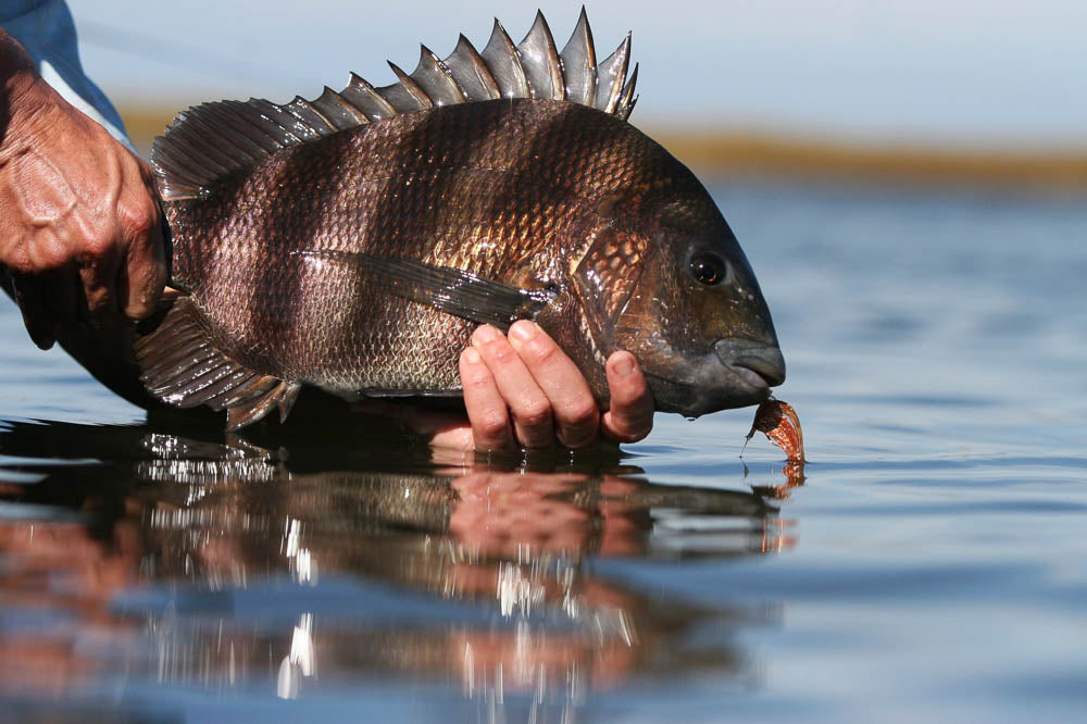 Saltwater Fly Fishing Gear, Flies & Tying Materials | Ole Florida Fly Shop