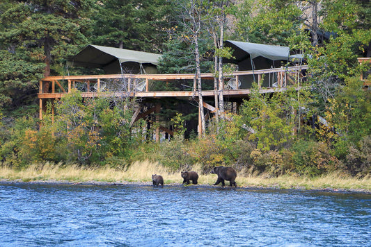 Bear Camp